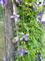 trailer and bumper  flowers 061.JPG