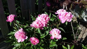 20170611_175607.jpg 20170611_175607.jpg