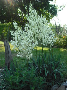 DSCF0057 - Copy.JPG DSCF0057 - Copy.JPG