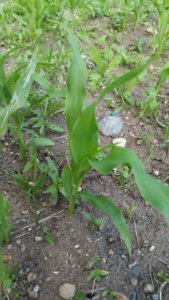 WP_20170620_17_45_52_Pro.jpg