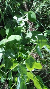 WP_20170620_17_47_37_Pro.jpg