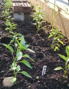 pepper in the greenhouse.jpg pepper in the greenhouse.jpg