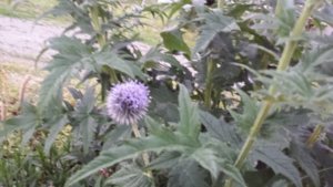 20170618_205235.jpg 20170618_205235.jpg