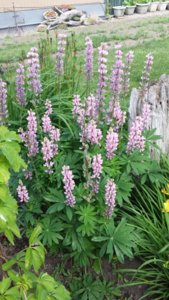 20170618_102556.jpg 20170618_102556.jpg