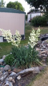 20170709_190406.jpg 20170709_190406.jpg