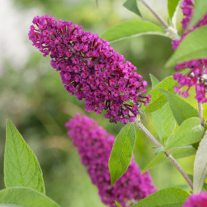 Buddleja-davidii--Buzz-Velvet.jpg