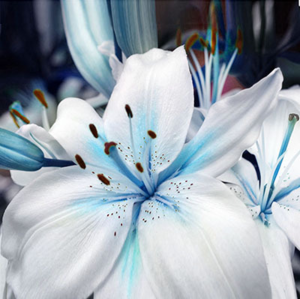 blue lily.png blue lily.png