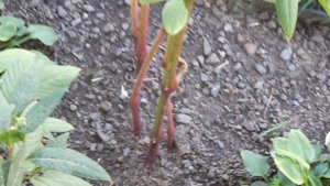20170826_134730.jpg 20170826_134730.jpg