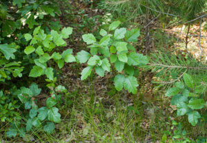 bad poison oak2.jpg