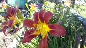 20170724_144701.jpg 20170724_144701.jpg