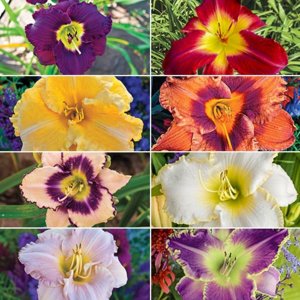 daylily collection.jpg daylily collection.jpg
