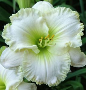 Early Snow daylily.jpg Early Snow daylily.jpg