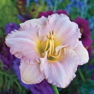 pewter pink daylily.jpg pewter pink daylily.jpg