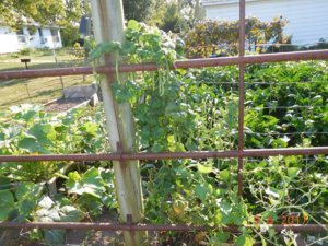 Green Beans, #2, 09-08-17.jpg