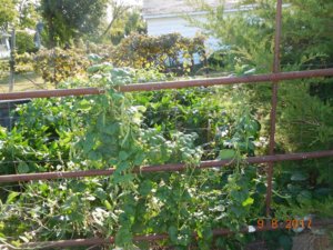 Green Beans, #3, 09-08-17.jpg