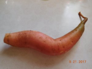 1st sweet potato harvested, 09-21-17.jpg
