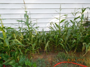 Corn, 09-22-17.JPG