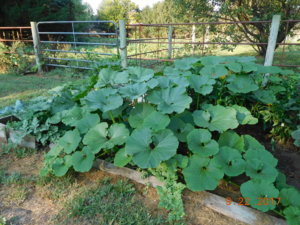 Pumpkin on south side of garden, 09-22-17.JPG