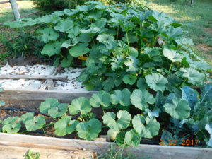 Pumpkin on south side of garden, #2, 09-22-17.JPG
