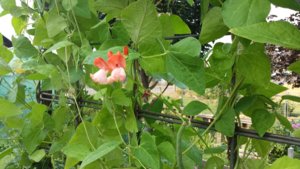 20170829_095916.jpg 20170829_095916.jpg