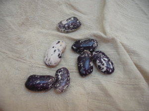 Bean Variety 2.JPG