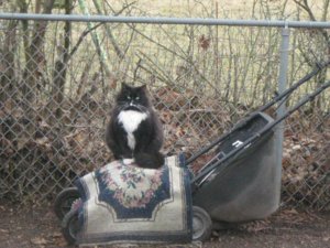 Mister on mower.jpg