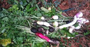 turnips:radishes 11:17.jpeg