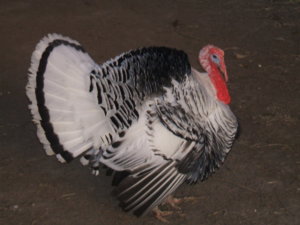 DSCF2279.JPG DSCF2279.JPG