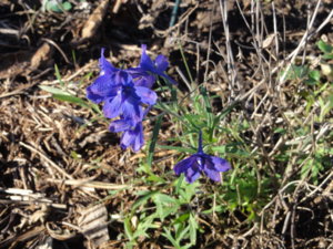 DSC01441.JPG