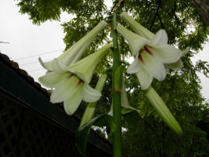 DSCN0850.JPG