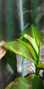 20180112_064158.jpg 20180112_064158.jpg