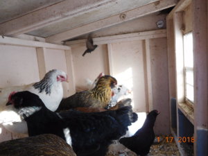 Starlings in the coop, 01-17-18, #1.JPG
