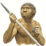 Homo erectus.jpg