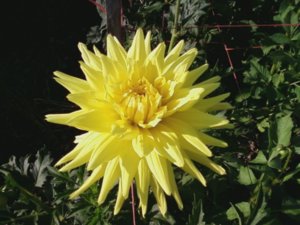 dahlia, yellow.jpg