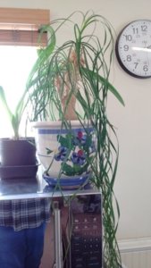 plant1.jpg plant1.jpg