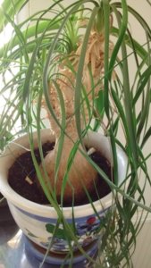 plant.jpg plant.jpg