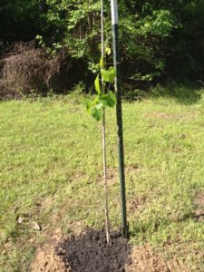 IMG_5724.JPG IMG_5724.JPG