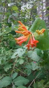 20180616_161720.jpg 20180616_161720.jpg