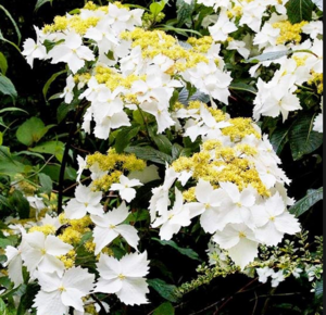 Hydrangea 'Golden Crane'.png