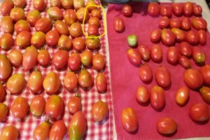 NY Tomatoes.jpg