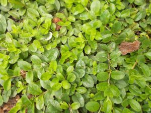 Plant-ID-ground-cover-1.jpg