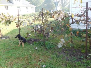 Grape limb grew roots, #2.jpg