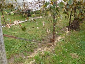 Grapes, no more weeds amending #1.jpg