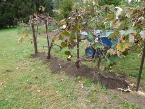 Grapes, no more weeds amending #3.jpg