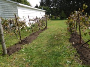 Grapes, no more weeds amending #4.jpg