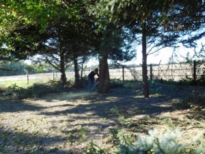 Tree culprit, 1st cut, 10-20-18.jpg