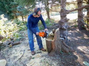 Tree culprit, cleaning up the stump,10-20-18.jpg