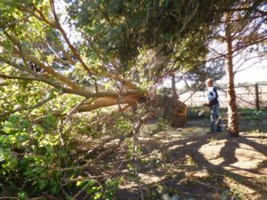 Tree culprit, all 2 ton down! 10-20-18.jpg