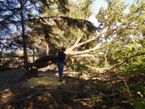 Tree culprit, knocking off the limbs, 10-20-18.jpg