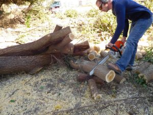 Tree culprit, gonna keep the big log, 10-20-18.jpg